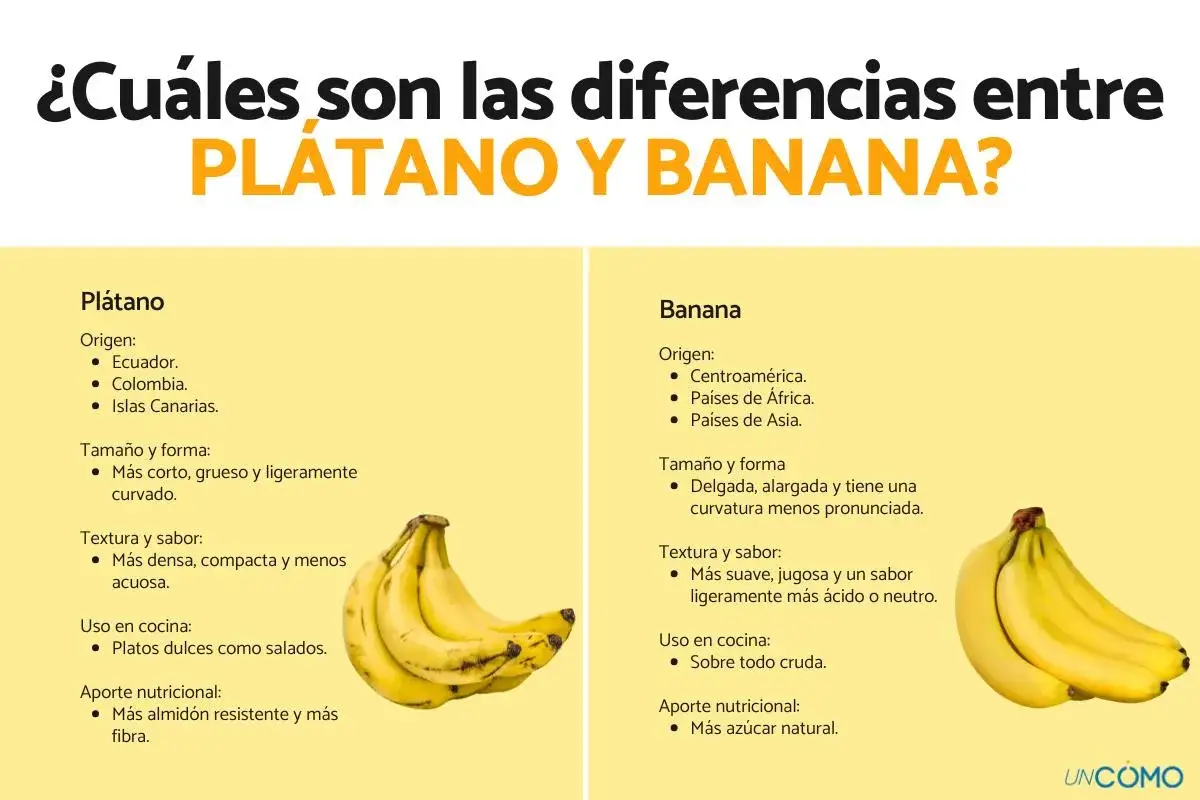 Infograf&iacute;a que explica la diferencia entre pl&aacute;tano y banana, mostrando sus or&iacute;genes, tama&ntilde;o, forma, textura, uso en cocina y aporte nutricional.