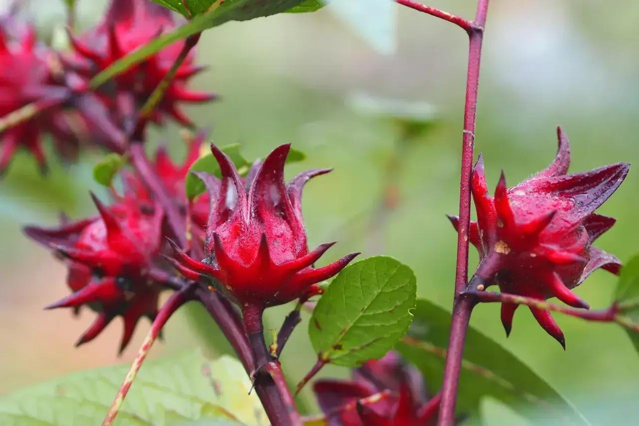 Ramos de flor de jamaica con sus c&aacute;lices rojos y puntiagudos, listos para ser cosechados.
