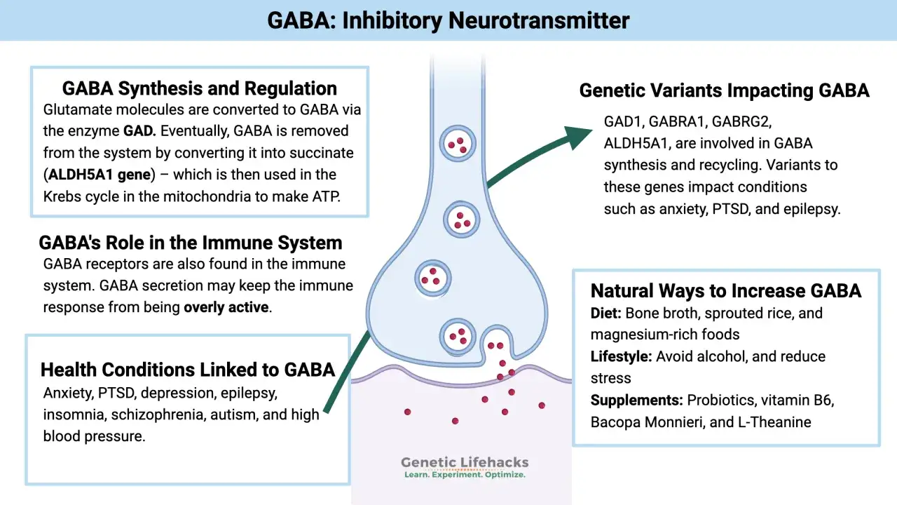 Diagrama explica qu&eacute; es GABA, un neurotransmisor inhibidor, su s&iacute;ntesis, rol inmune, y c&oacute;mo afecta la salud.
