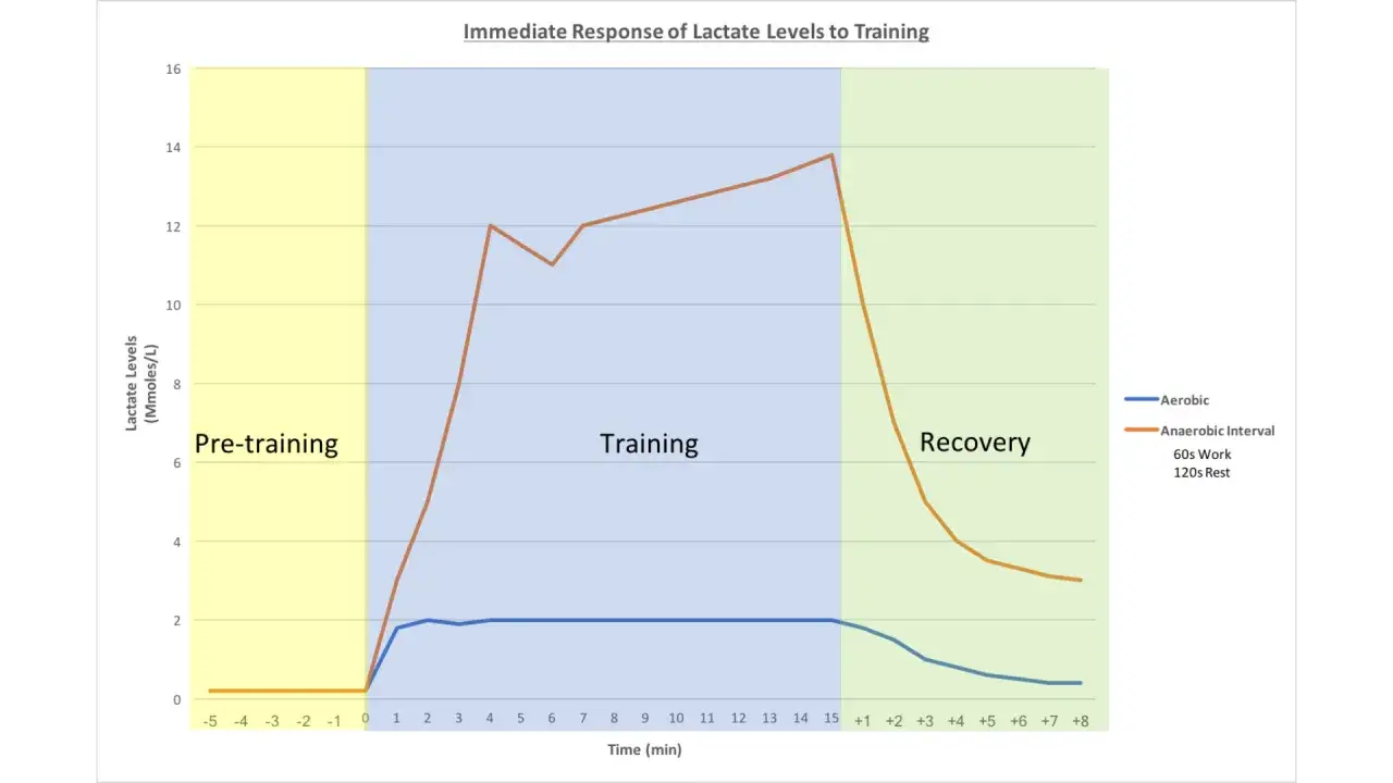 Gr&aacute;fico muestra niveles de &aacute;cido l&aacute;ctico durante entrenamiento. El nivel aumenta dr&aacute;sticamente en intervalo anaer&oacute;bico y desciende en recuperaci&oacute;n.