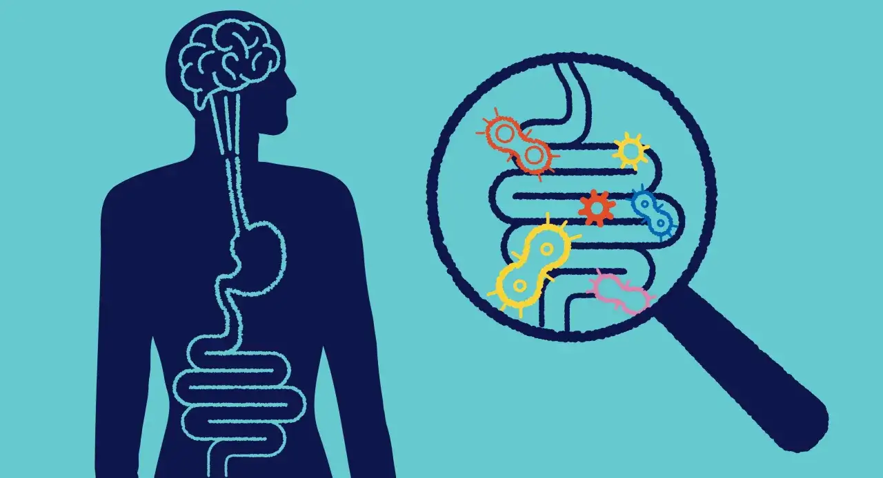 Silueta humana con cerebro y sistema digestivo. Lupa muestra bacterias, incluyendo bifidus que es parte de la flora intestinal.