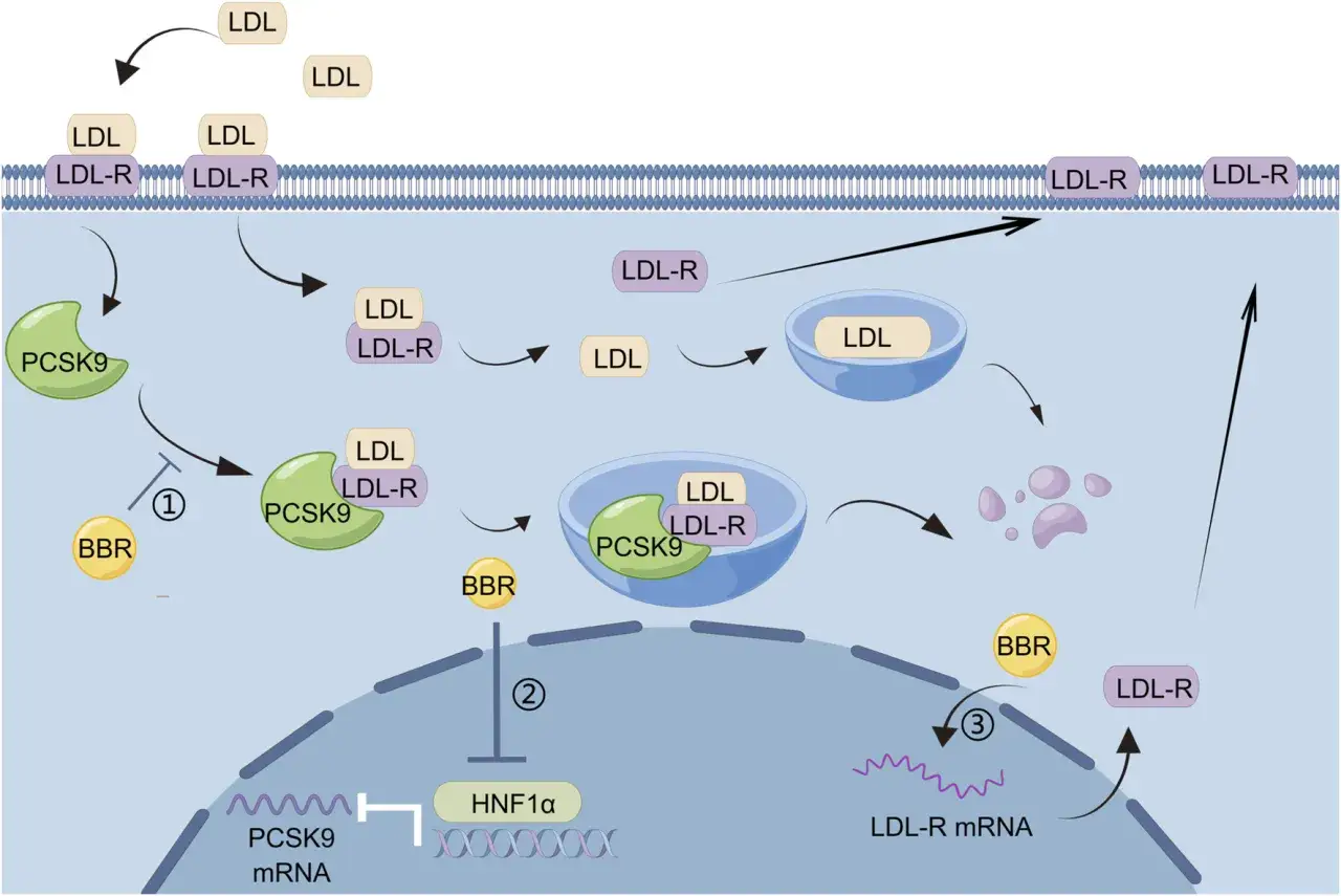 La berberina (BBR) inhibe PCSK9 y HNF1&alpha;, aumentando los receptores LDL para que sirve la berberina.