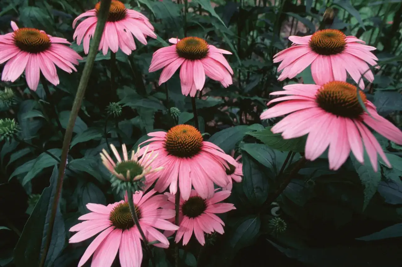 Flores de equin&aacute;cea rosa, conocidas por sus propiedades medicinales. La equin&aacute;cea para que sirve, se usa para fortalecer el sistema inmune.