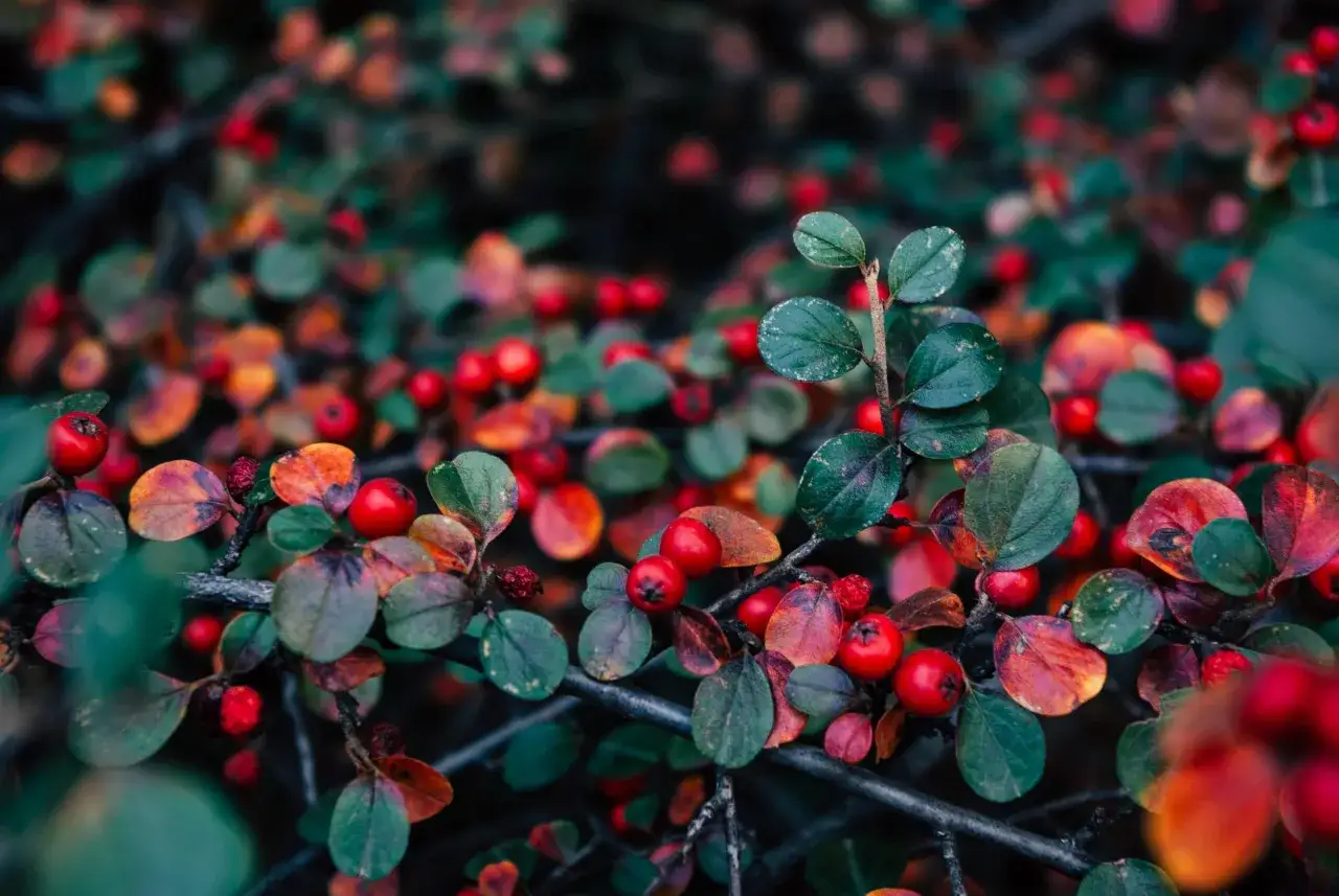 Ramas de gayuba con hojas oto&ntilde;ales y bayas rojas. La gayuba se usa tradicionalmente para tratar infecciones urinarias.