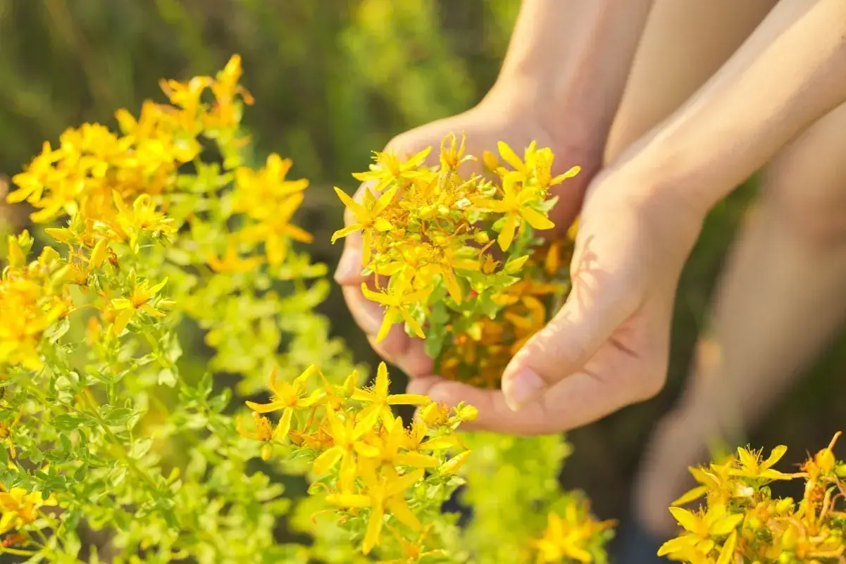 Manos recolectan flores amarillas de hierba de san juan en un campo soleado.