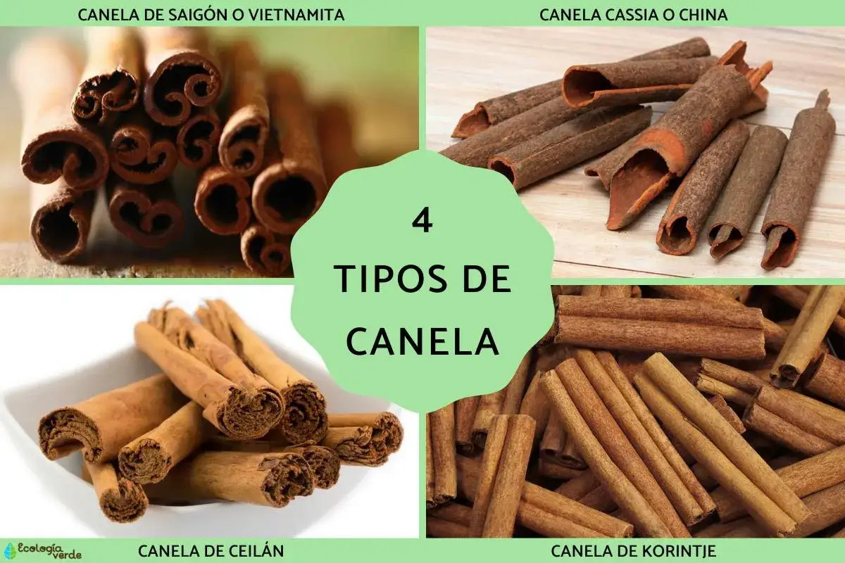 Cuatro tipos de canela: Saig&oacute;n/Vietnamita, Cassia/China, Ceil&aacute;n y Korintje, mostradas en ramas.