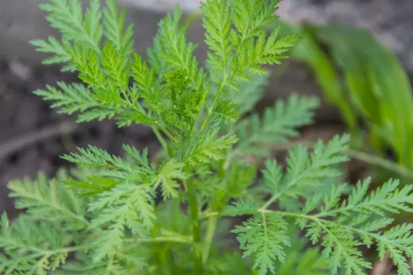 Planta de artemisa con hojas verdes y plumosas, creciendo en tierra.